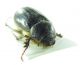 Scarabaeidae sp 19mm 17-06-2015 Ev-5.jpg