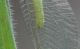 Chrysopa_1000_3.jpg