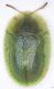 Cassida_Ponte-San-Pietro_6-IV-2010_dorso.jpg