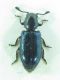 Coleoptera sp 5mm 19-06-2015 Ev.jpg