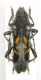 Anaglyptus luteofasciatus , Grecia , Peloponneso , Vytina dint. VI-2015 leg Sola C. 13mm ...JPG