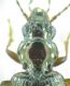 Bembidion sp 6mm 15-06-2015 Ev-3.jpg