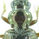 Bembidion sp 6mm 15-06-2015 Ev-4.jpg