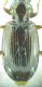 Bembidion sp 6mm 15-06-2015 Ev-6.jpg