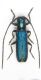 Grecia, Peloponneso , Vytina dintorni , VI-2015 leg Sola C. 7 mm .JPG