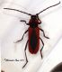 P. globulicollis da conf.jpg