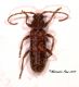 Trichoferus da leccio 1.jpg