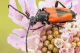 Leptura_cordigera2.jpg