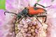 Leptura_cordigera1.jpg