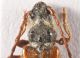 Stenopterus 1.jpg