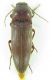 Elateridae sp 17mm 29-06-2015 Ev(Salix üzerinde)-3.jpg