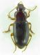 Carabidae sp 7mm 29-06-2015 Ev.jpg