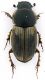 Aphodidae_Capranica-Prenestina_6-IV-2010.jpg