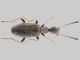 Clavicollis longiceps.jpg