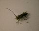 tn_saperda scalaris 3.JPG