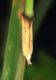 Pleurota.JPG