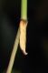 Pleurota2.JPG