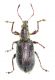 Phyllobius (Metaphyllobius) glaucus (Scopoli, 1793)♀8мм28.06.15Hardegsen (51°39'44.0N 9°48'53.0E).jpg