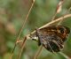 IMG_0134 - Copia.JPG