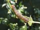 Agrotis_ipsilon_larva_adulta.jpg