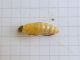 Agrotis_ipsilon_giovane_crisalide.jpg