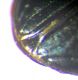 B.sclanoi_02.jpg