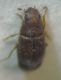 Coll. Meloni 1 014 A.jpg