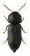 Anobidae 1 F.jpg
