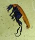 meloidae.jpg