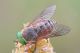 Philipomyia_aprica3.jpg