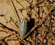 Tunisia_2010_Julodis aristidis 4.jpg