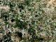 Tunisia_2010_Est Gafsa_Euphorbia sp_ 014.jpg