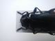 Ropalopus 002.JPG