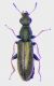 Danacea nympha.jpg