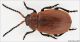 Galeruca_laticollis_lo.jpg