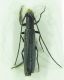 Cerambycidae sp 8,5mm 10-07-2015 Urla Ev.jpg