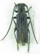 Cerambycidae sp 11mm 10-07-2015 Urla Ev.jpg