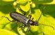 cantharis_IMG_2847f.jpg