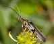 cantharis_IMG_2837f.jpg