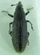 Curculionidae sp 13mm 06-07-2015 Nevşehir.jpg