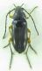 Carabidae sp 6mm 10-07-2015 Urla Ev.jpg