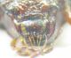 Carabidae sp 10mm 10-07-2015 Urla Ev-2.jpg