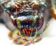 Carabidae sp 10mm 10-07-2015 Urla Ev-2bis.jpg