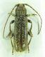 Cerambycidae sp 14,5mm 27-07-2015 Ev-3.jpg