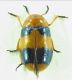 Chrysomelidae sp 6,5mm 06-07-2015 Nevşehir.jpg
