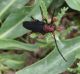 musaria sp..jpg