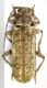Emilia , MO. Guiglia 450m VIII-2015 leg Sola C. ex larva da Ficus carica .JPG