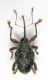 Grecia , Peloponneso , Vitina dintorni , 28-V-2015 leg Sola C. 7mm.JPG