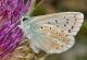 polyommatusIMG_3528f.jpg