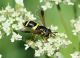 Bulla_20150809_16_1000.JPG